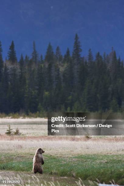 Bear Rear Grizzly Bear Rear Photos and Premium High Res Pictures - Getty Images