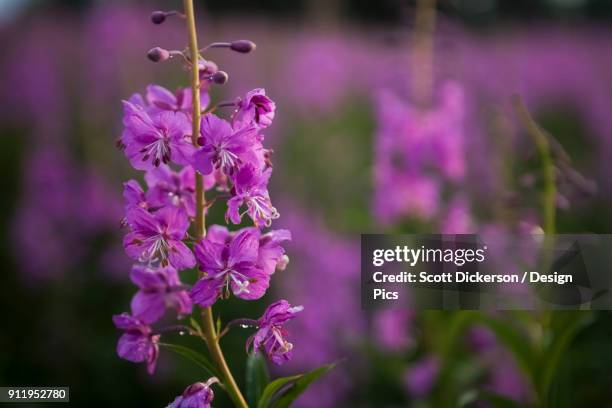 fireweed (chamaenerion angustifolium) - alaska fireweed stock pictures, royalty-free photos & images
