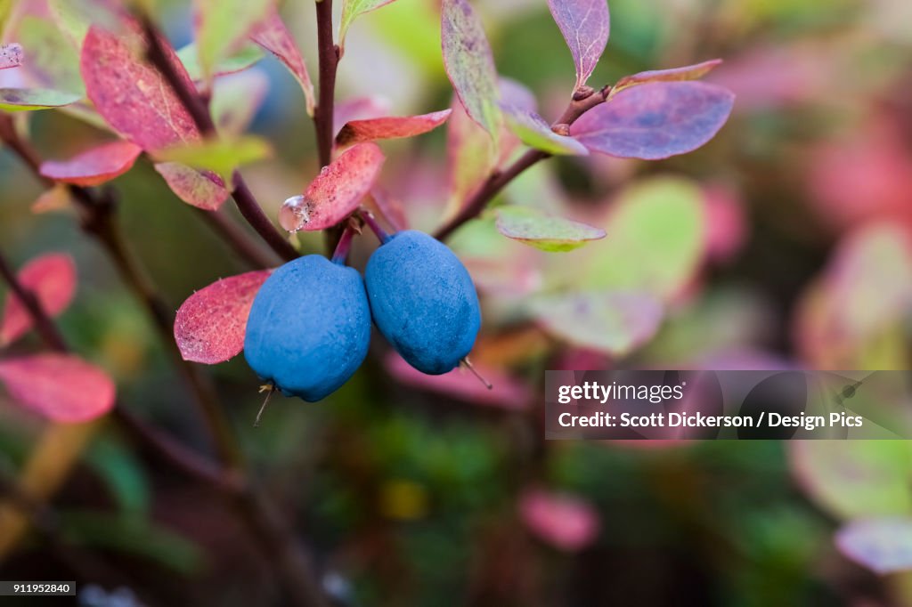 Close-Up Of Blueberries On A Lowbush Blueberry Plant (Vaccinium Angustifolium)