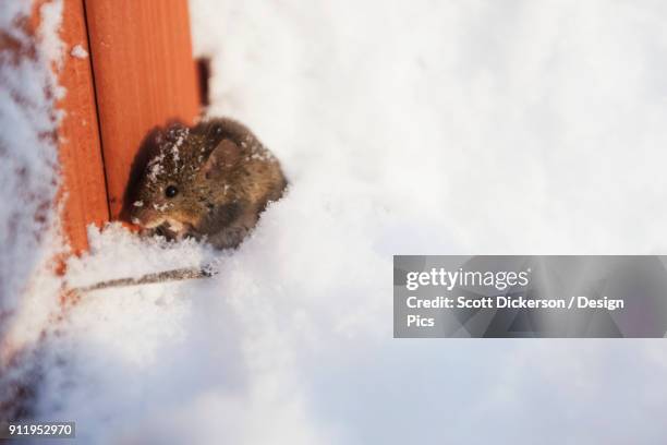 a mouse cowers in the deep snow at the edge of a building - feldmaus stock-fotos und bilder