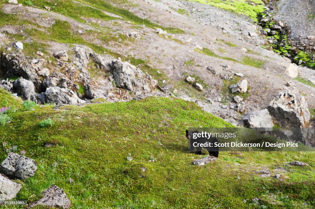 American Black Bear (Ursus Americanus) Standing On Grass On A Mountainside