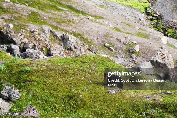 american black bear (ursus americanus) standing on grass on a mountainside - kachemak bay stock pictures, royalty-free photos & images