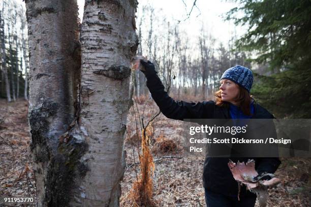 A Woman Peels Bark Off A Birch Tree In A Forest Kenai Peninsula High-Res Stock Photo