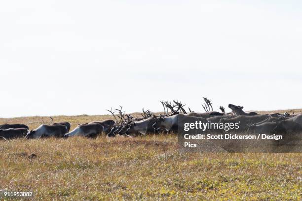 herd of caribou (rangifer tarandus caribou) grazing in a field - woodland caribou stock pictures, royalty-free photos & images