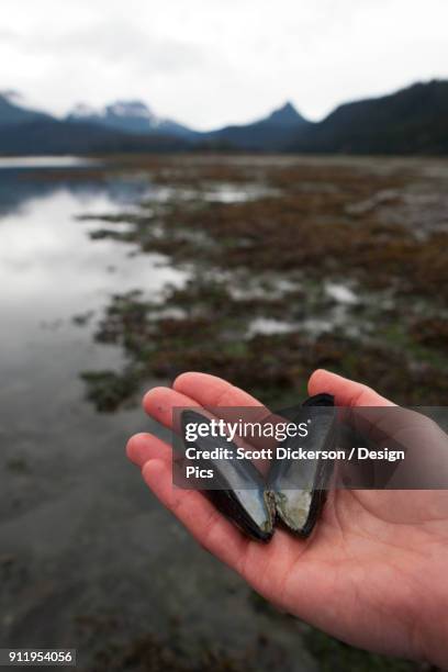 a hand holds an open mollusc shell at the waters edge - kachemak bay stock pictures, royalty-free photos & images