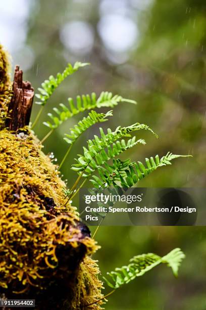 licorice ferns (polypodium glycyrrhiza) growing from the side of a log, cape scott provincial park - polypodiaceae stock pictures, royalty-free photos & images