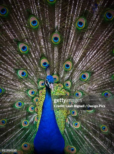 peacock displaying - beacon hill park stock pictures, royalty-free photos & images