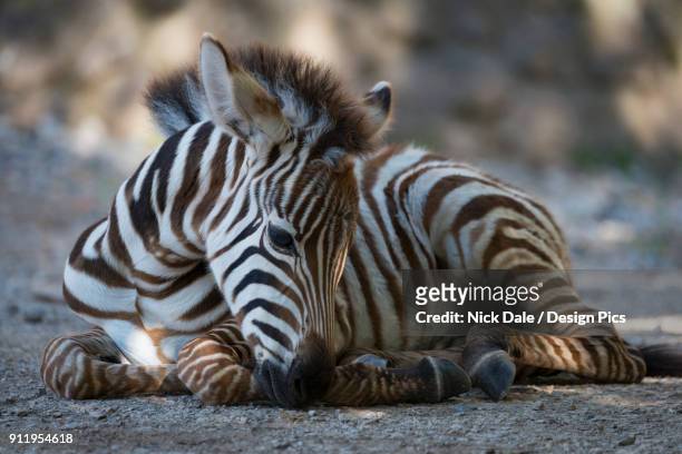 grevys zebra foal (equus grevyi) lying in dappled sunshine - grevys zebra stock pictures, royalty-free photos & images