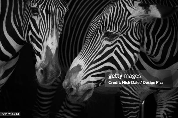 close-up of two grevys zebra (equus grevyi) side-by-side - grevys zebra stock pictures, royalty-free photos & images