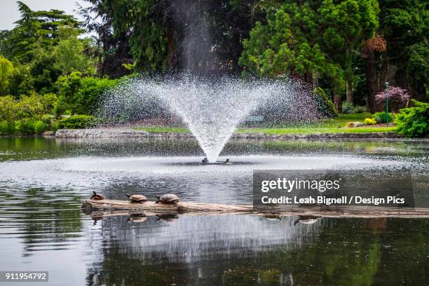 turtles sunbathe on a floating log in beacon hill park - beacon hill park stock pictures, royalty-free photos & images