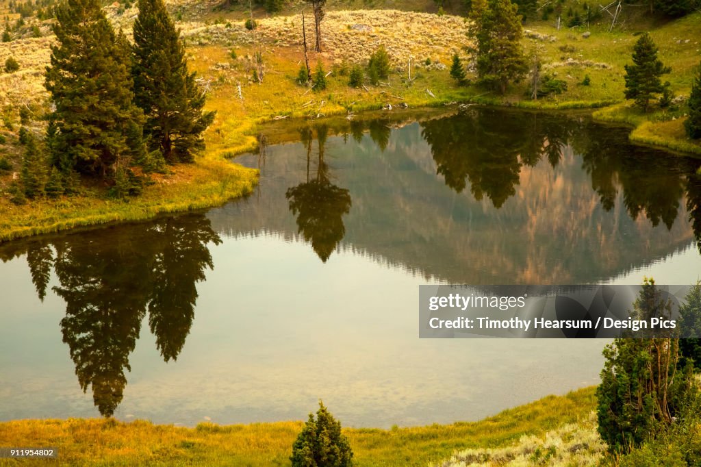 Evergreen Trees And Hills Reflected In A Small Pond In Yellowstone National Park In Summer (Smoke In The Air Contributes To Golden Color)