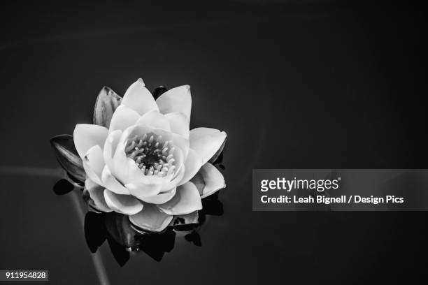 a water lily (nymphaeaceae) in a pond - beacon hill park stock pictures, royalty-free photos & images