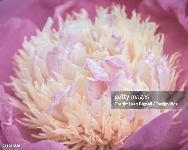 a beautiful raspberry sundae peony (paeonia lactiflora) in bloom - chinese peony imagens e fotografias de stock