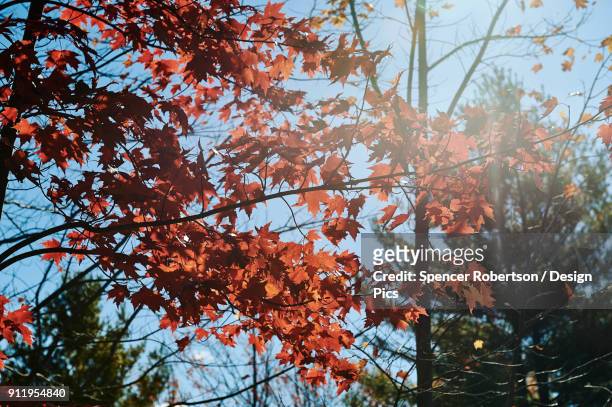 sun flare on autumn coloured foliage - canadian maple trees from below stock-fotos und bilder