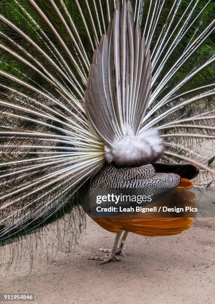 a peacock putting on a mating display, seen from behind - beacon hill park stock pictures, royalty-free photos & images