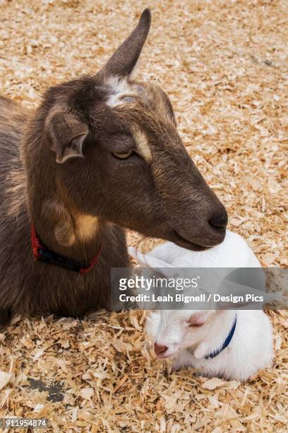 a mother nigerian dwarf goat (capra aegagrus hircus) and her kid at rest, beacon hill park - beacon hill park stock pictures, royalty-free photos & images