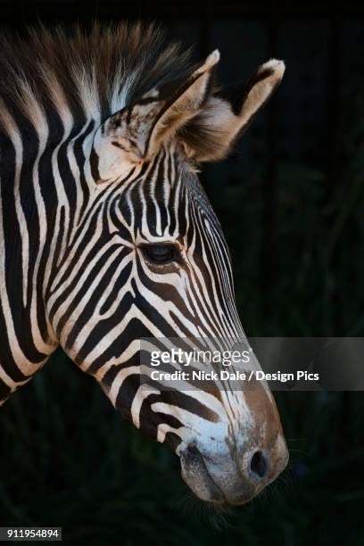 close-up of grevys zebra (equus grevyi) head in profile against a black background - grevys zebra stock pictures, royalty-free photos & images