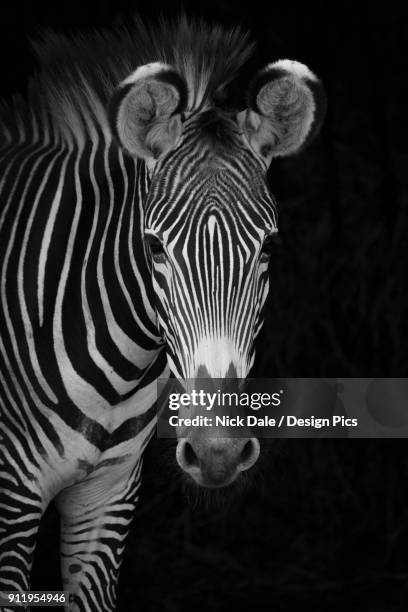 close-up of grevys zebra (equus grevyi) looking at camera against a black background - grevys zebra stock pictures, royalty-free photos & images