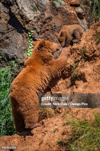 brown bear mother (ursus arctos) climbing up to cub - cantabria stock-fotos und bilder