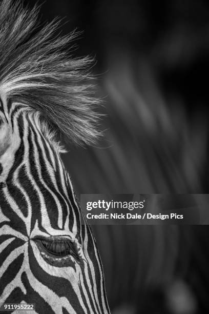 close-up of grevys zebra (equus grevyi) eye and mane - grevys zebra stock pictures, royalty-free photos & images