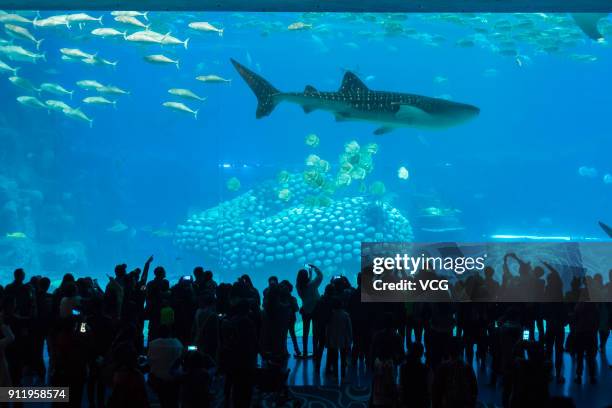 Visitors visit an aquarium at Chimelong Ocean kingdom on January 27, 2018 in Zhuhai, Guangdong Province of China. Chimelong Ocean Kingdom features...