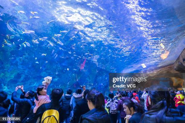 Visitors visit an aquarium at Chimelong Ocean kingdom on January 27, 2018 in Zhuhai, Guangdong Province of China. Chimelong Ocean Kingdom features...