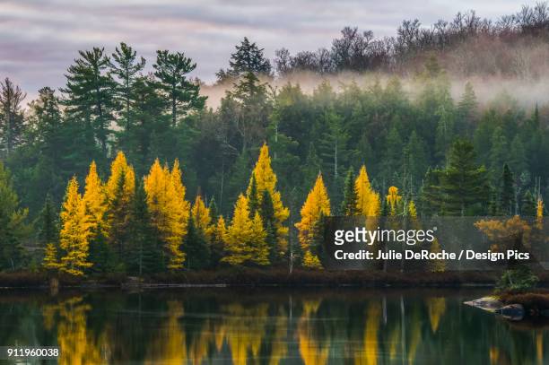 golden tamaracks along the shoreline of a lake with fog over the forest in autumn - tamarack stock pictures, royalty-free photos & images