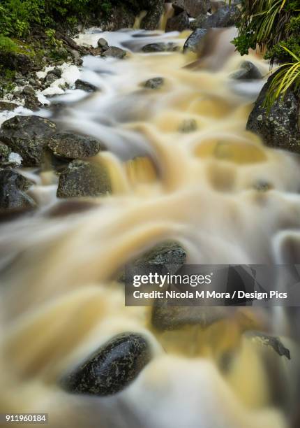 beautiful karamea stream with cascading misty water surrounded by new zealand native plants - nickola beck stock pictures, royalty-free photos & images