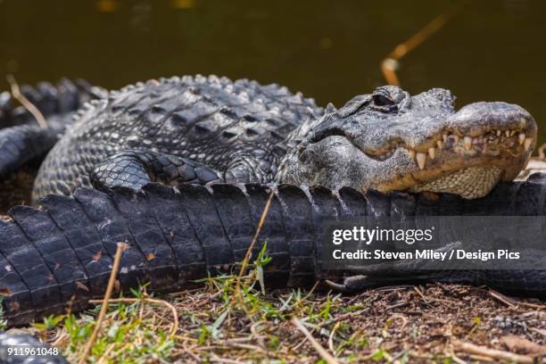 an american alligator (alligator mississippiensis) rests its head on anothers tail while basking in the sun in shark valley, everglades national park - basking shark foto e immagini stock