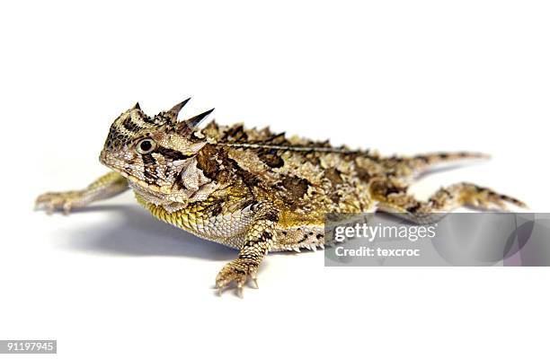 lagarto aislado texas-horny sapo cornudo - con cuernos fotografías e imágenes de stock
