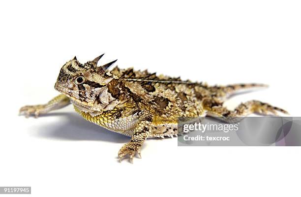 isolated texas horned lizard - horny toad - toad stock pictures, royalty-free photos & images