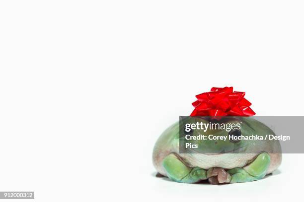 whites treefrog (litoria caerulea) sitting on a white background with a red bow on its head - イエアメガエル ストックフォトと画像