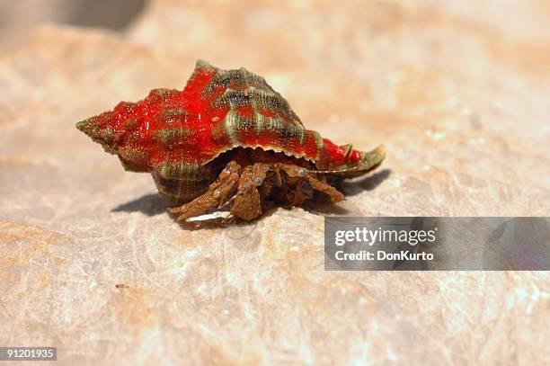 hermit crab - schneckenhaus stock pictures, royalty-free photos & images
