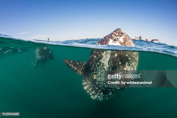 split level shot showing what is happening above and below the waterline as a sunfish swims on the water's surface with a diver in the background. - sunfish imagens e fotografias de stock