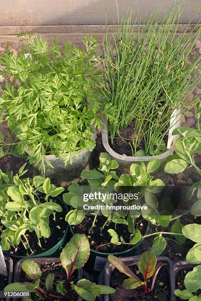 frühbeet - joghurtbecher stock-fotos und bilder