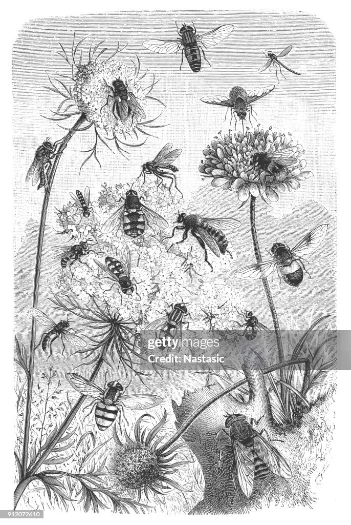 Bees engraving