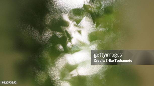 vines behind the frosted glass - frostat glas bildbanksfoton och bilder