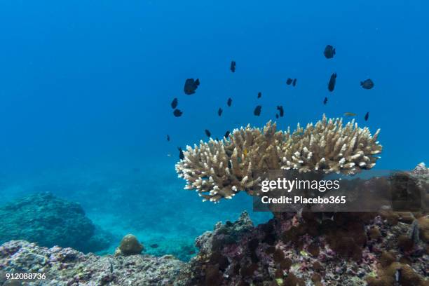 shoal of damselfish (dascyllus trimaculatus) on fragile staghorn coral (acropora), phi phi islands, krabi, andaman sea, thailand - dascyllus trimaculatus stock pictures, royalty-free photos & images