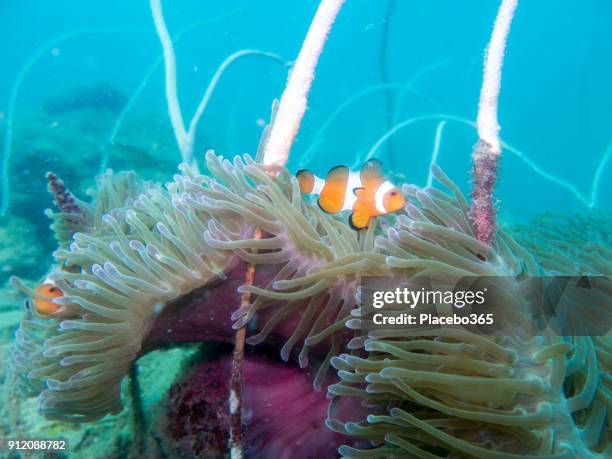 underwater image of clownfish and magnificent sea anemone - a symbiotic relationship - amphiprion akallopisos stock pictures, royalty-free photos & images