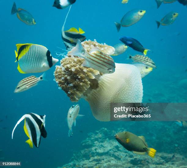 普通海蜇 (thysanostoma thysanura) 下野生熱帶魚的水下圖像 - 蝴蝶魚 個照片及圖片檔