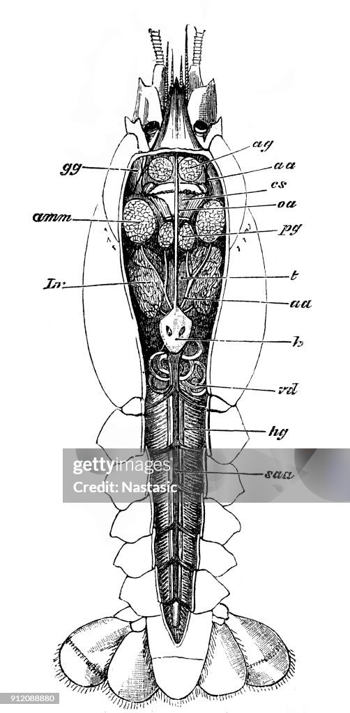 Lobster anatomy section