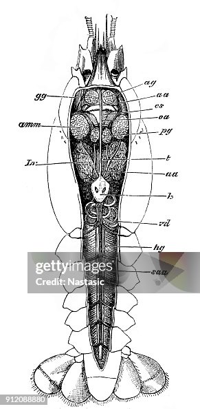 Lobster Rostrum Lobster Anatomy Section High-Res Vector Graphic - Getty Images