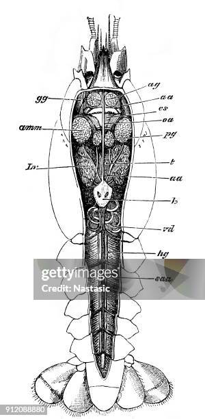 lobster anatomy section - lamington spiny crayfish stock illustrations