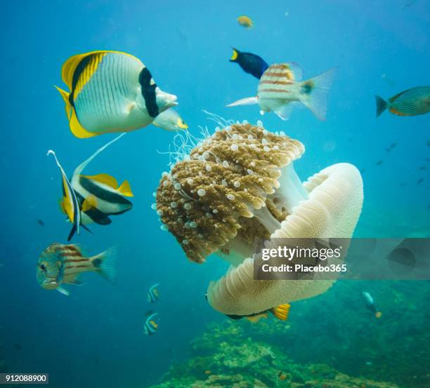 underwater image of wild tropical fish feeding on common jellyfish (thysanostoma thysanura) - butterflyfish stock pictures, royalty-free photos & images