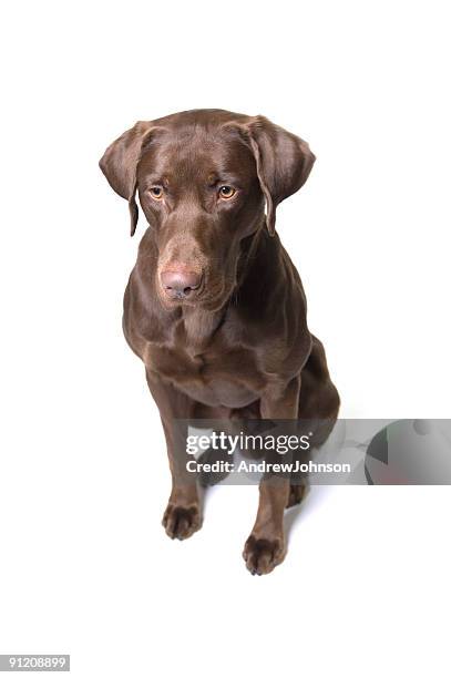 chocolate labrador retriever - human nose isolated stock pictures, royalty-free photos & images