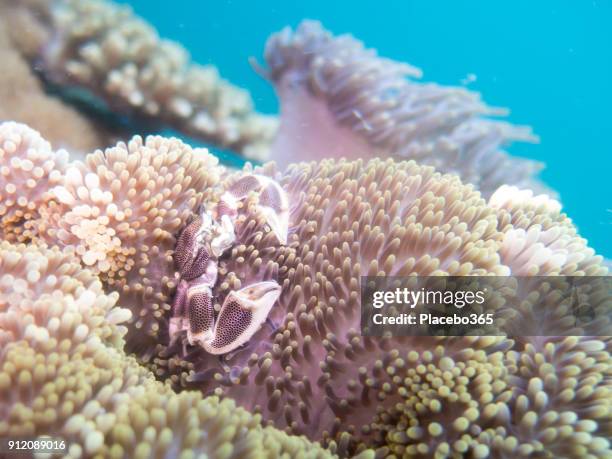 underwater image of porcelain crab (neopetrolisthes maculatus) in magnificent sea anemone (heteractis magnifica) aka ritteri anemone on coral reef - anemone magnifica stock pictures, royalty-free photos & images