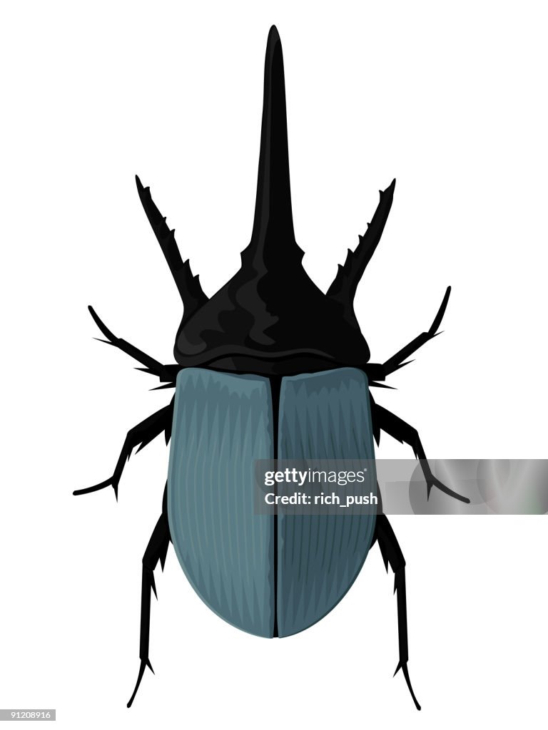 Blue Rhino Beetle
