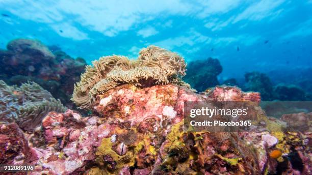 imagen submarina de la anémona mar magnífica (heteractis magnifica) también conocido como anémona de ritteri en coral reef - anémona magnífica fotografías e imágenes de stock