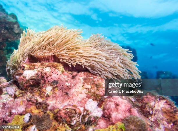 underwater image of magnificent sea anemone (heteractis magnifica) aka ritteri anemone on coral reef - anemone magnifica stock pictures, royalty-free photos & images