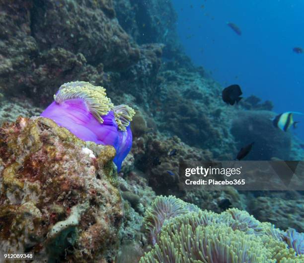 underwater image of magnificent sea anemone (heteractis magnifica) aka ritteri anemone on coral reef - anemone magnifica stock pictures, royalty-free photos & images